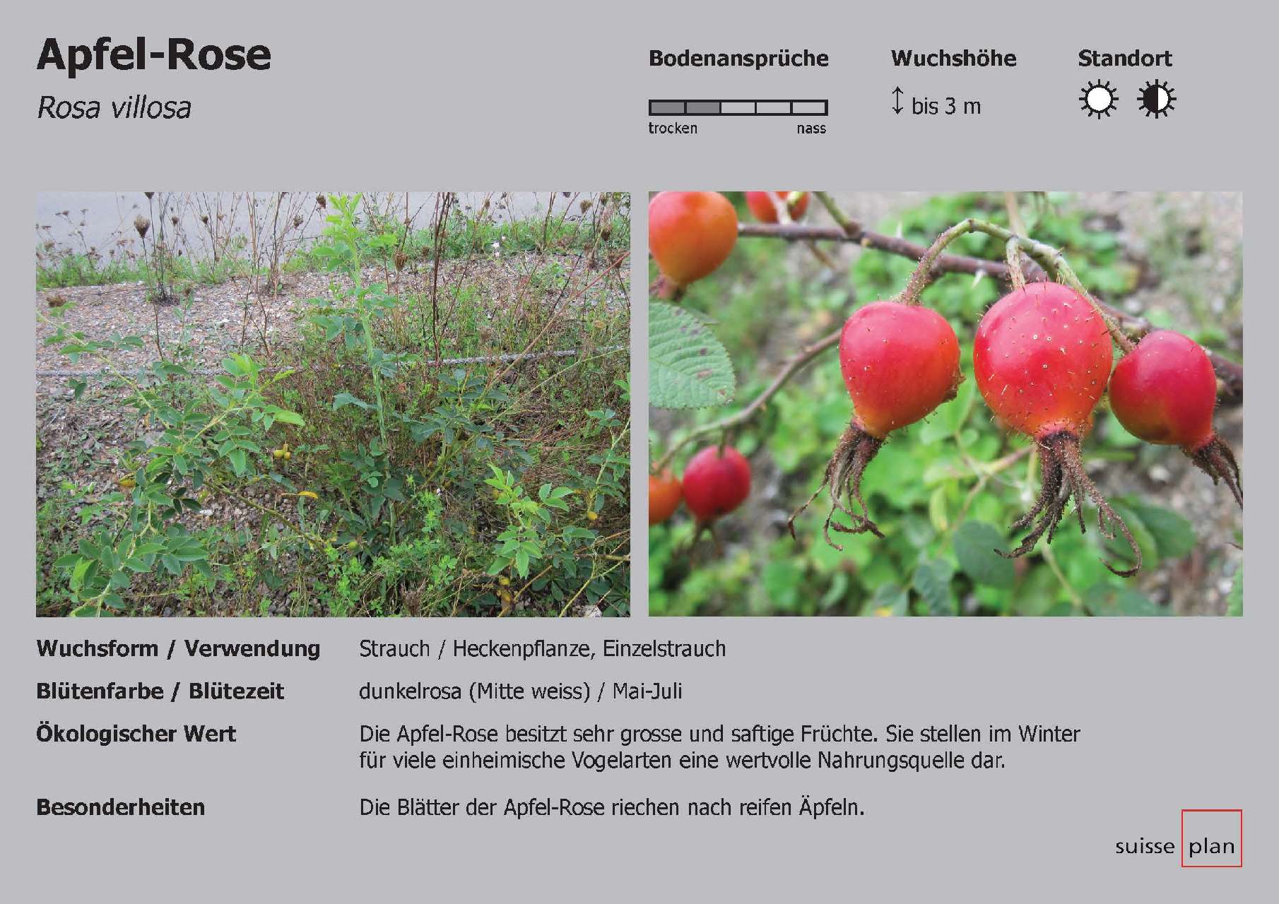 2019-02-05_apfel-rose