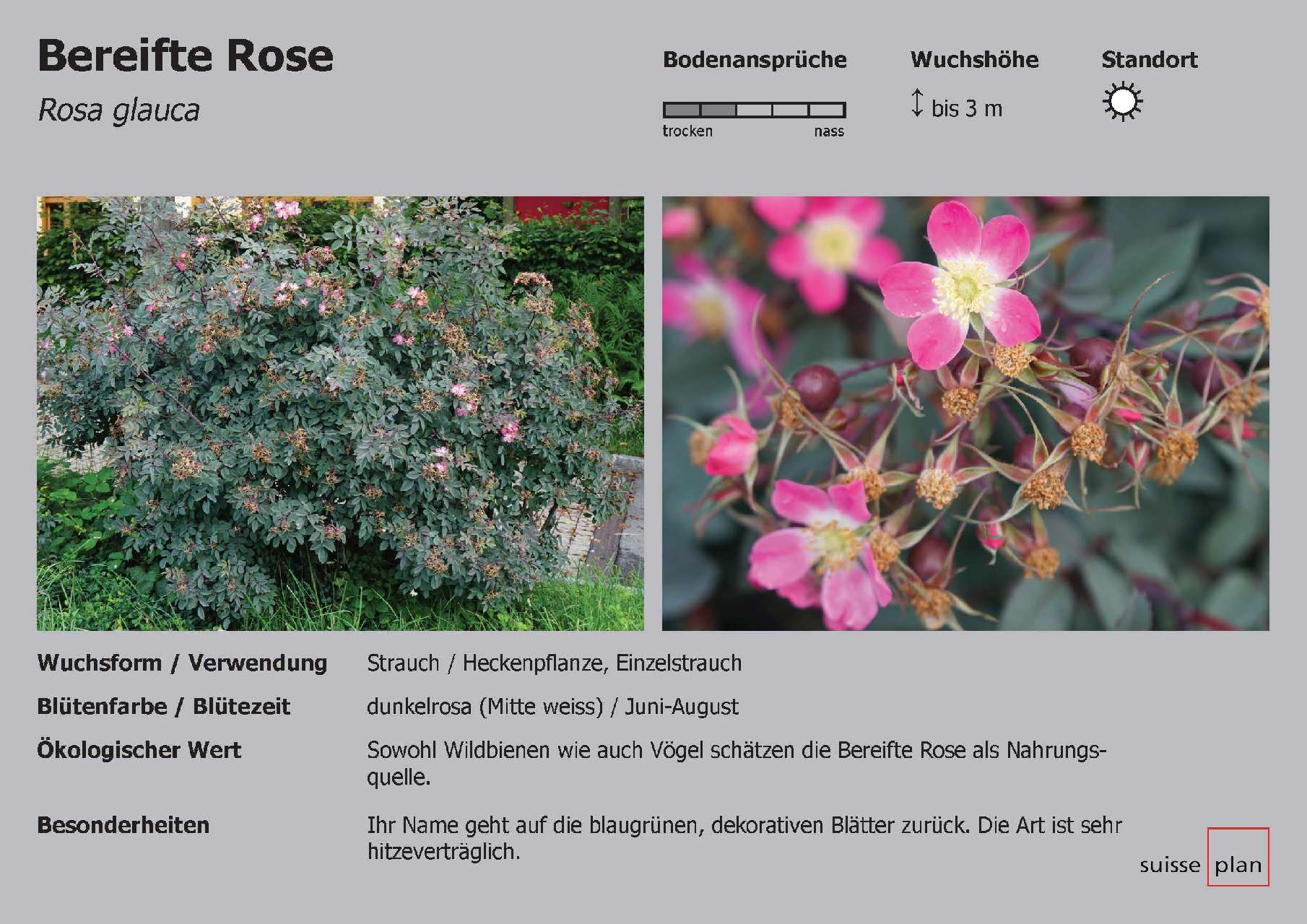 2019-02-05_bereifte-rose