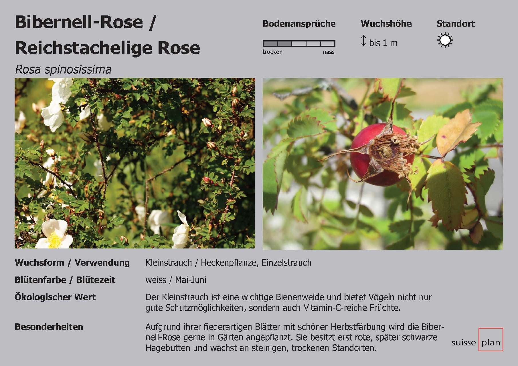 2019-02-05_birnell-rose_reichstachelige-rose