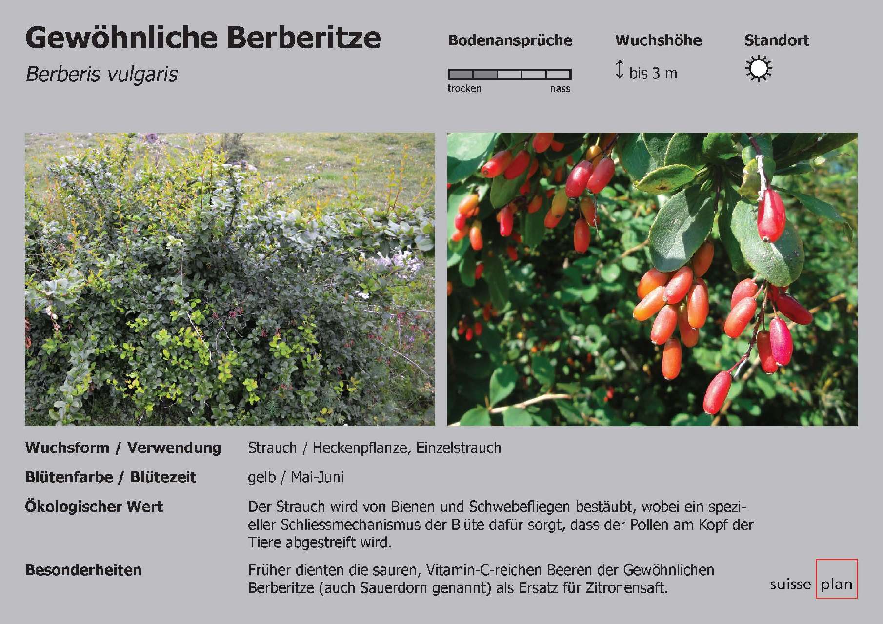 2019-02-05_gewoehnliche-berberitze