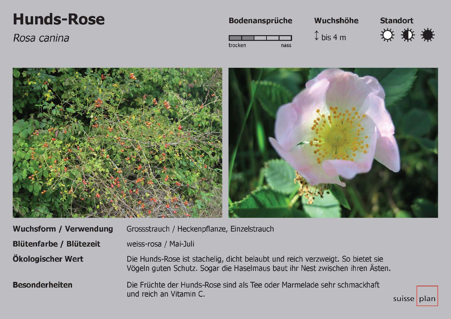 2019-02-05_hunds-rose