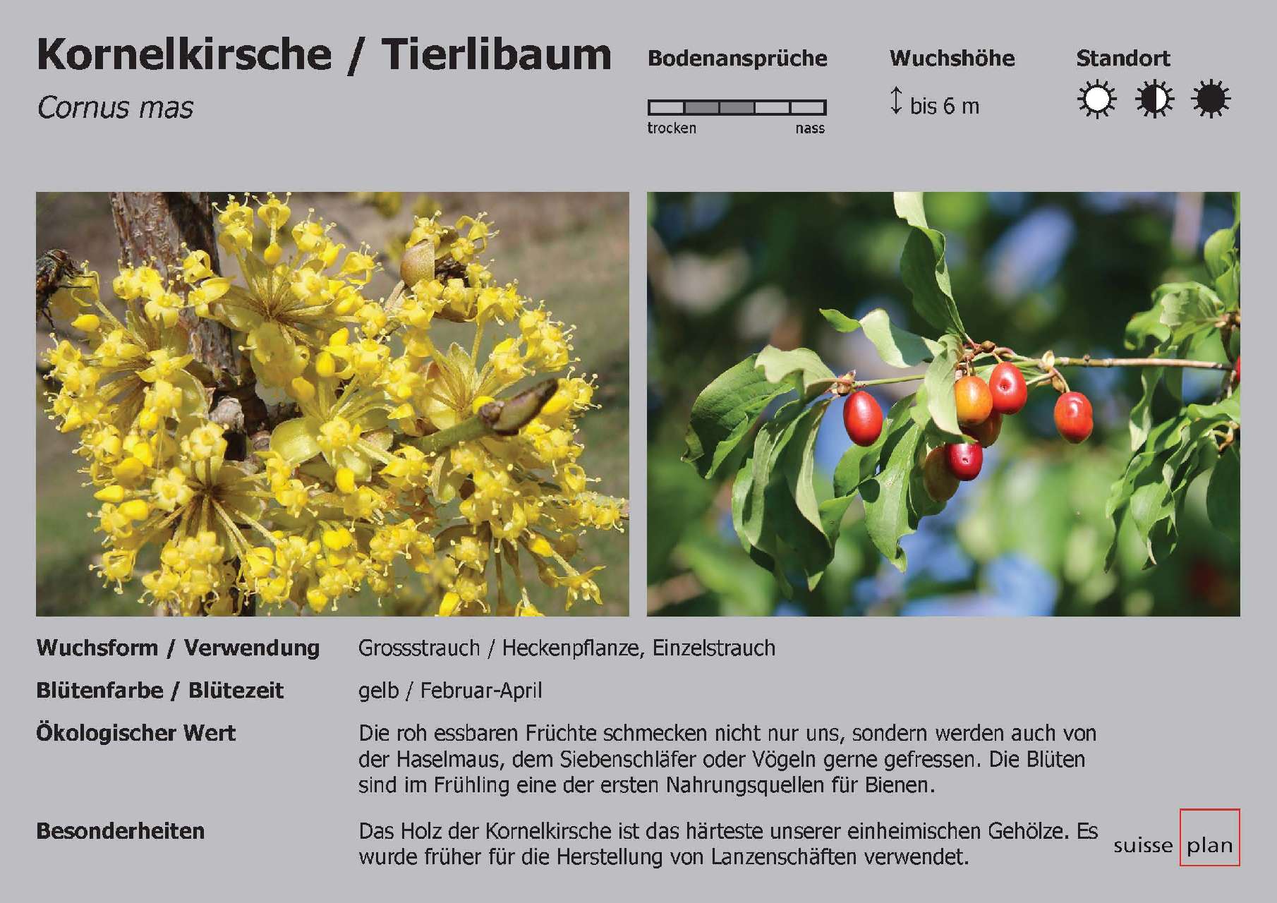 2019-02-05_kornelkirsche_tierlibaum