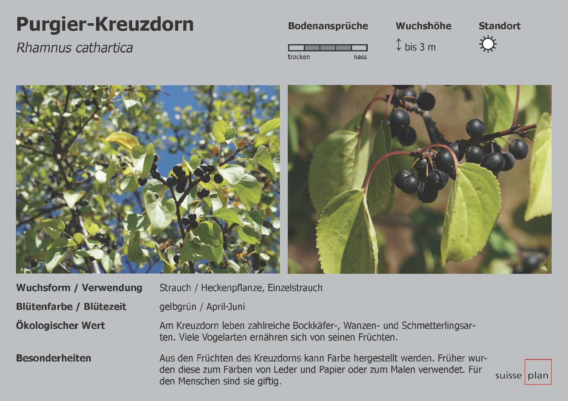 2019-02-05_purgier-kreuzdorn