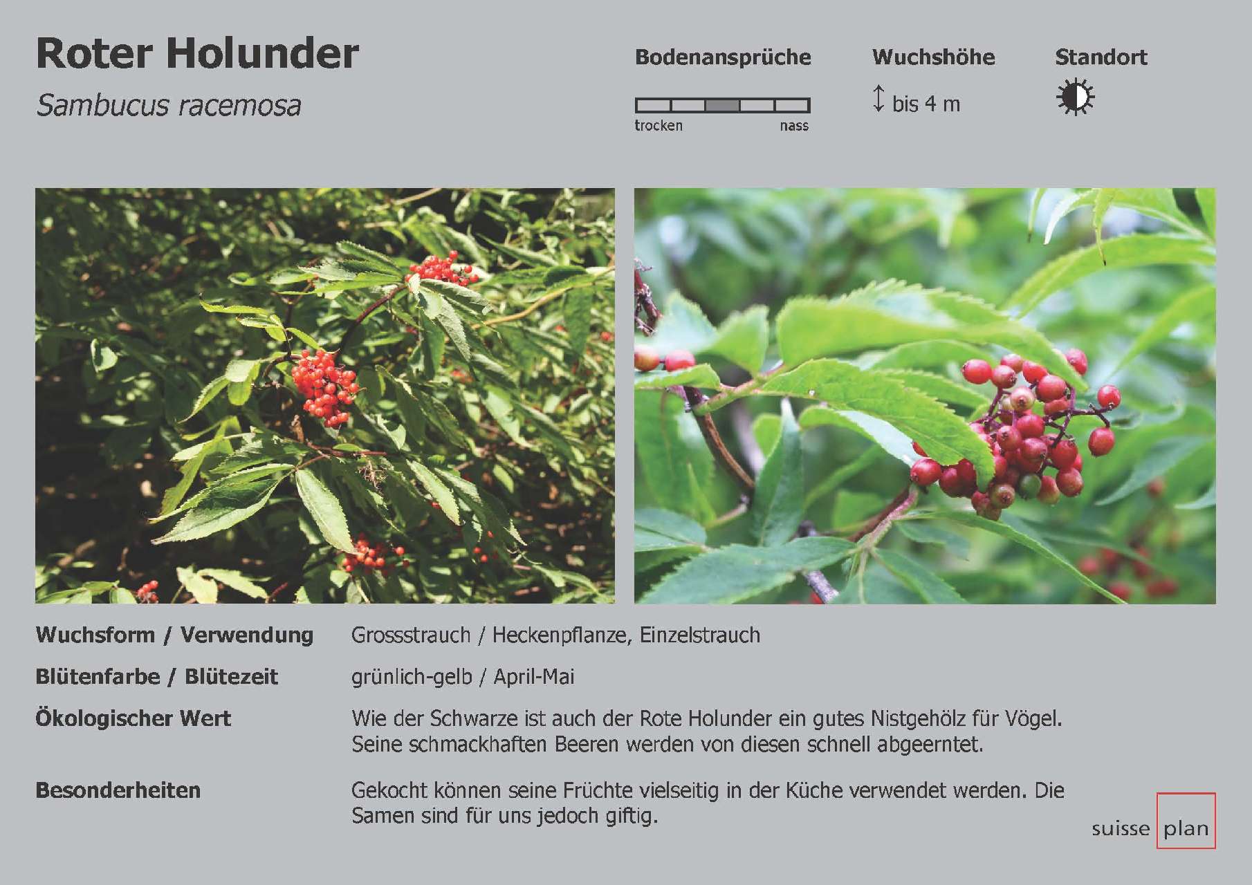 2019-02-05_roter-holunder