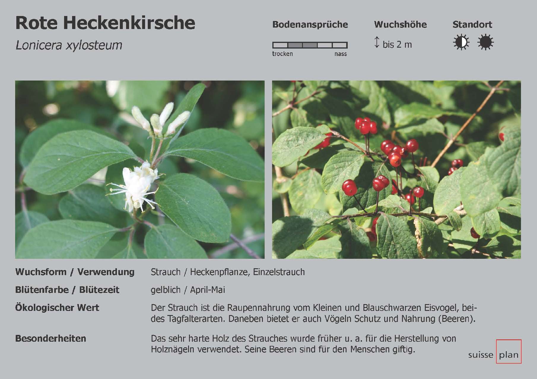 2019-02-05_rote-heckenkirsch