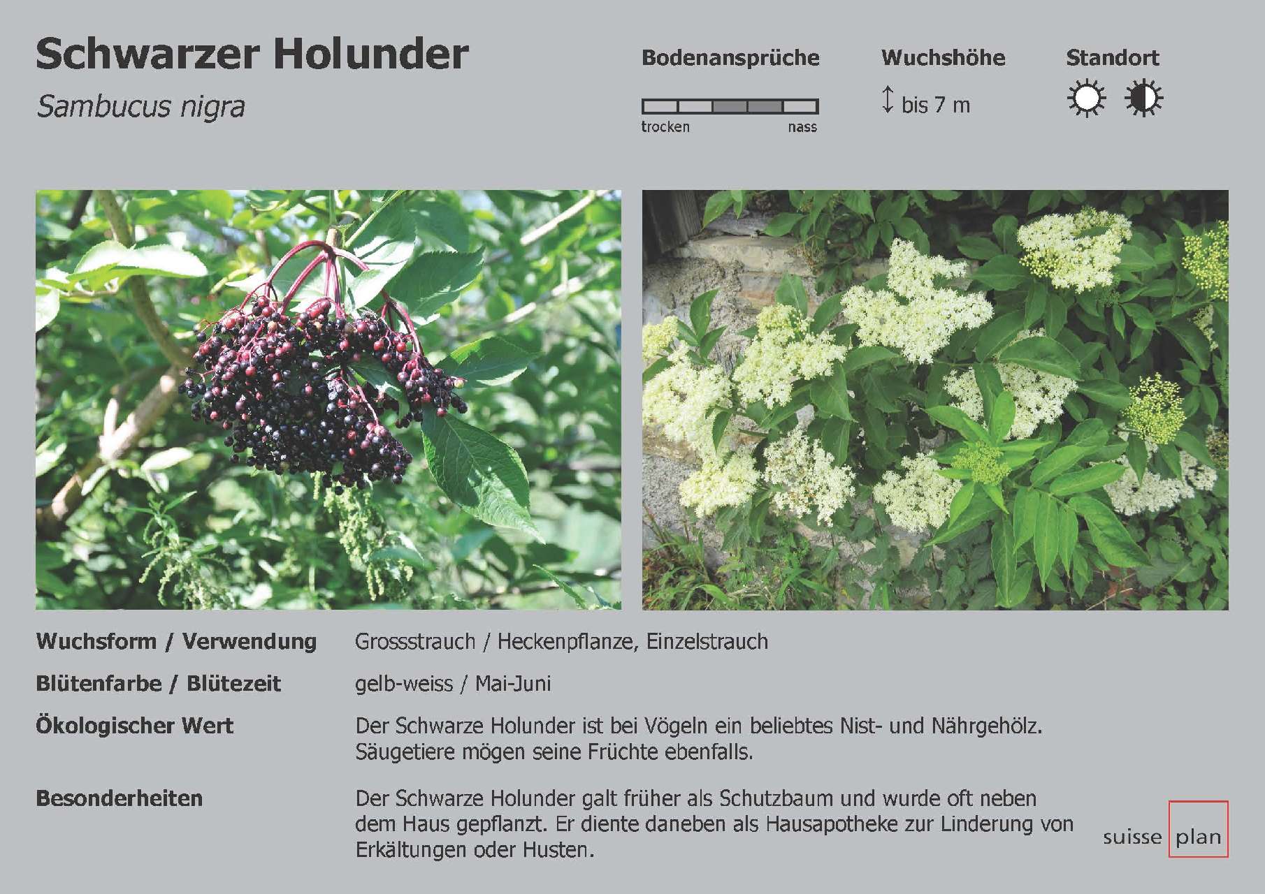 2019-02-05_schwarzer-holunder