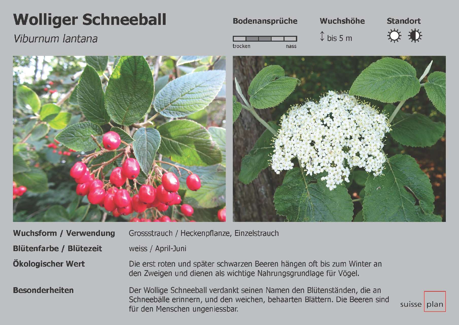 2019-02-05_wolliger-schneeball