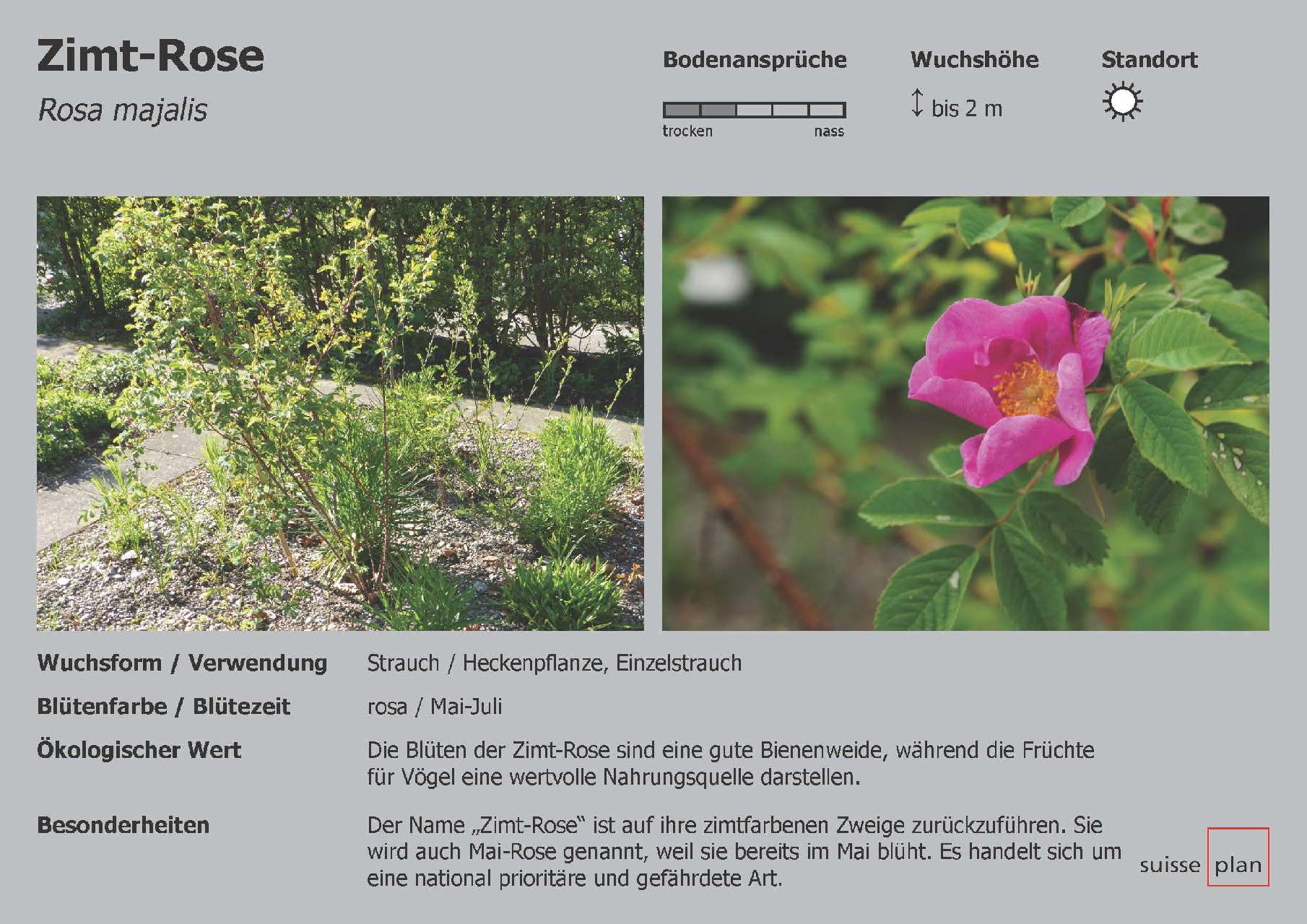 2019-02-05_zimt-rose