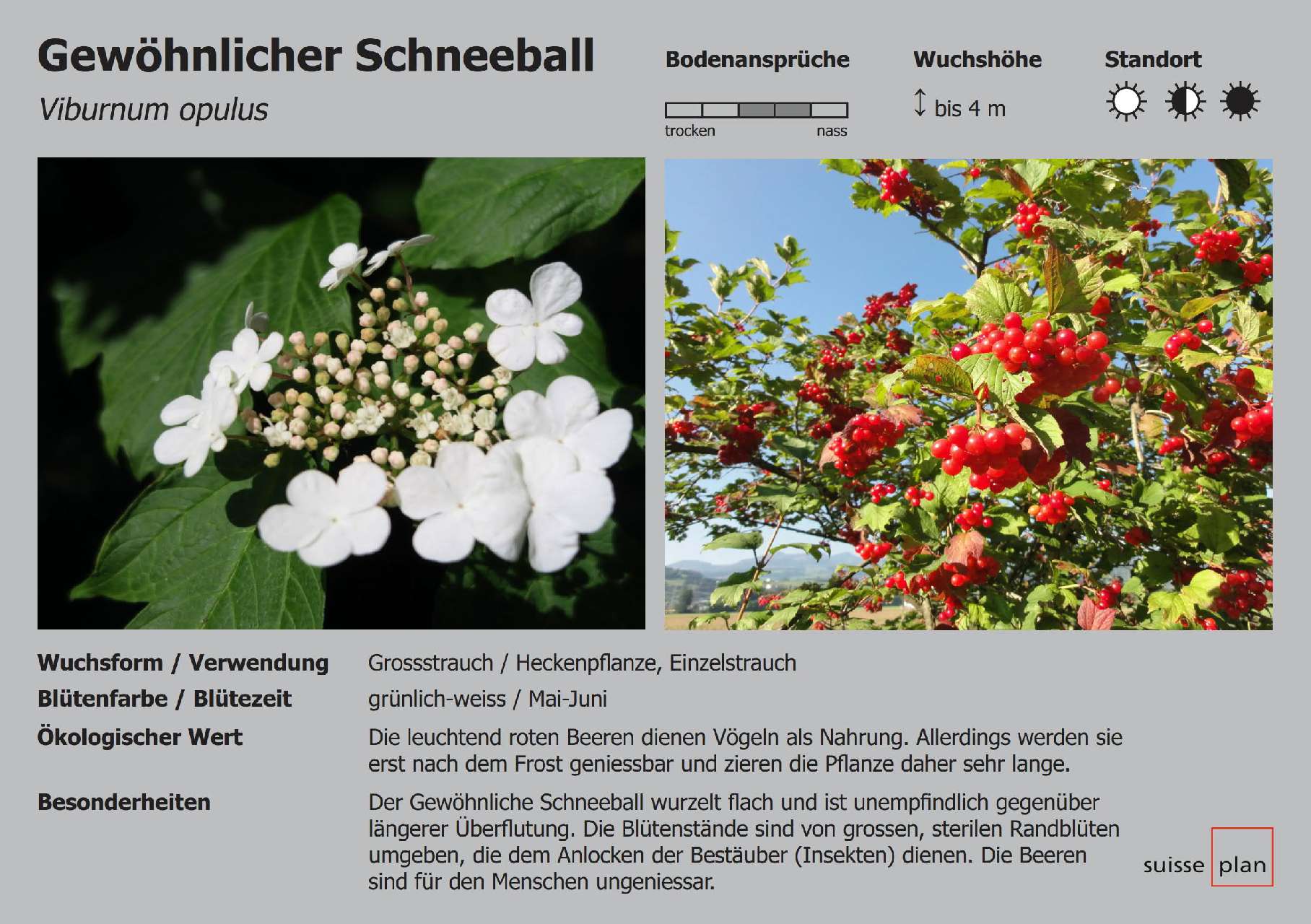 2019-07-26_gewoehnlicher-schneeball