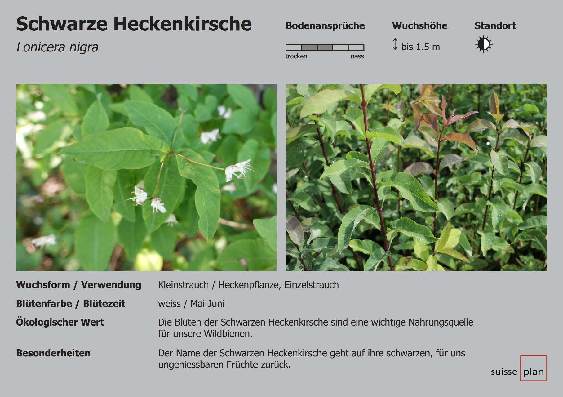 2019-07-26_schwarze-heckenkirsche