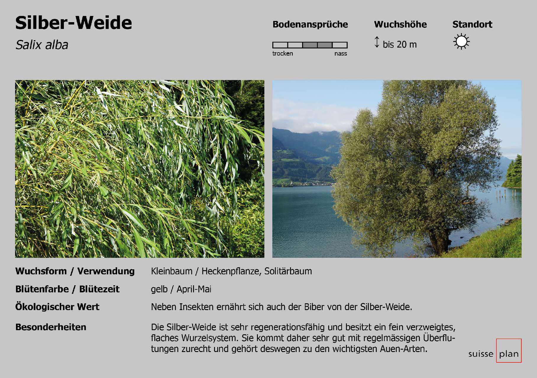 2022-10-11_silber_weide